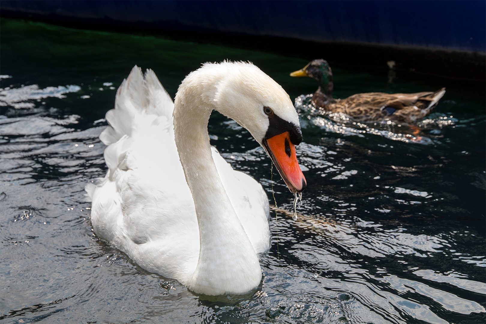 Schwan im Hafen