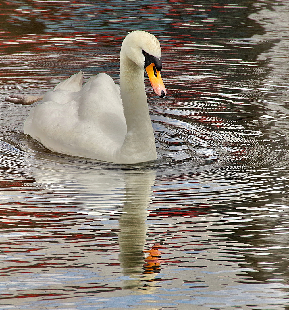 Schwan im Hafen