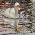 Schwan im Hafen