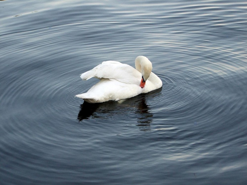 Schwan im Hamburger Alsterpark