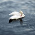 Schwan im Hamburger Alsterpark