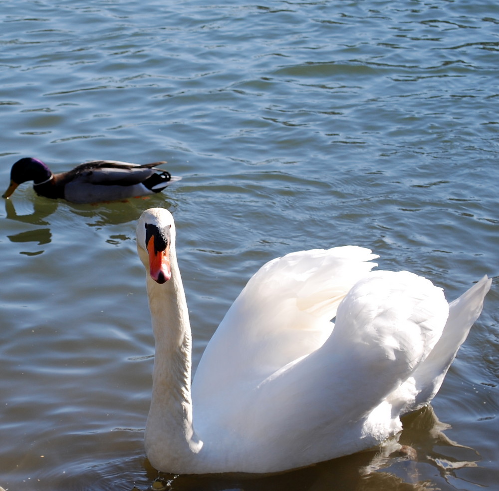 Schwan im Hengsteysee