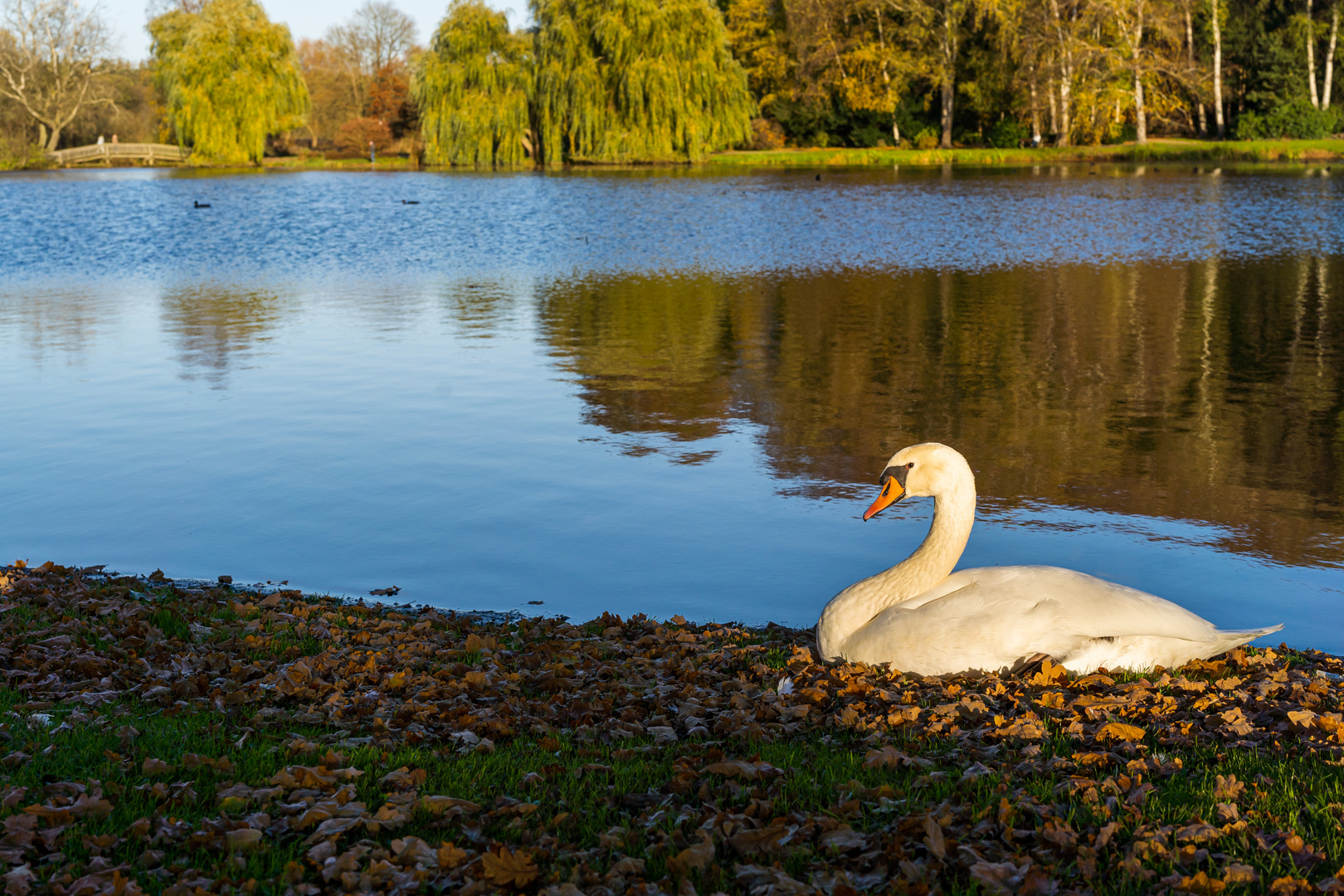 Schwan im Herbst