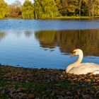 Schwan im Herbst