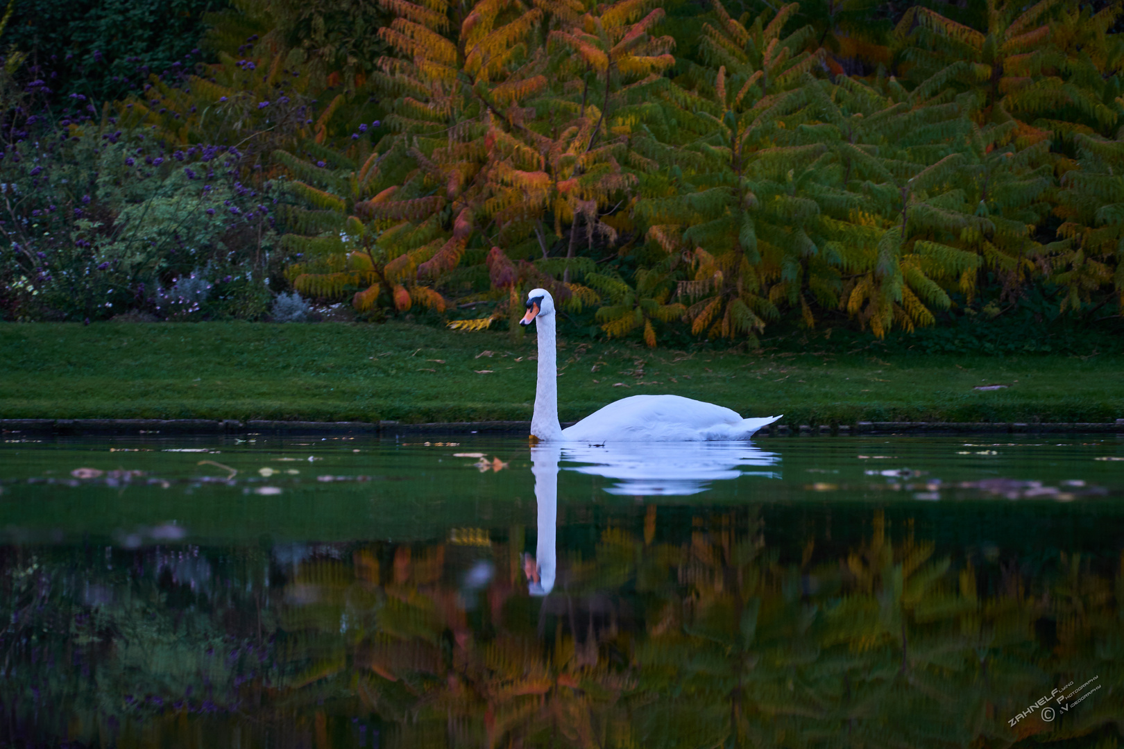 Schwan im Herbst