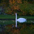 Schwan im Herbst