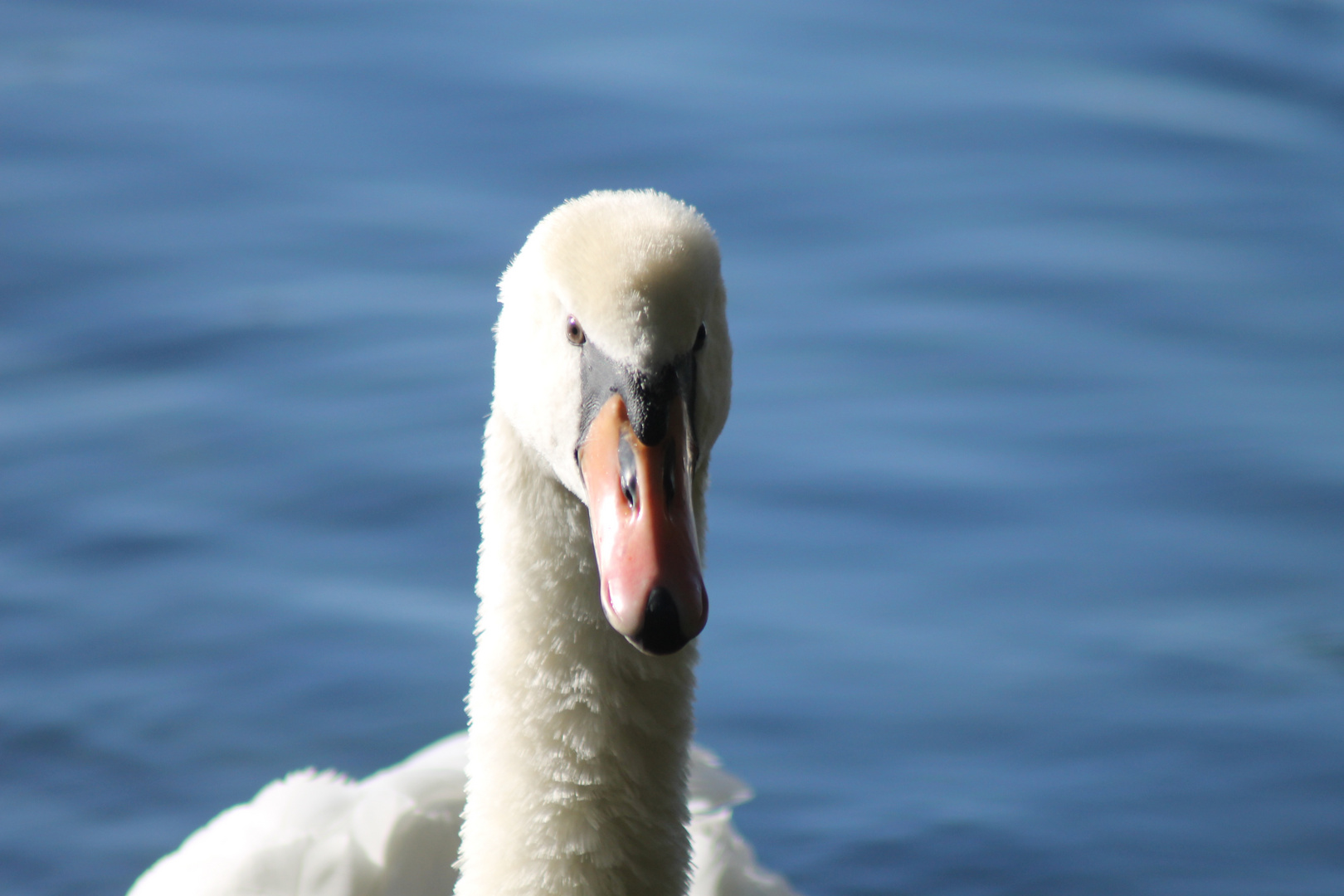 Schwan im Herbst