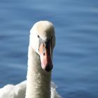 Schwan im Herbst