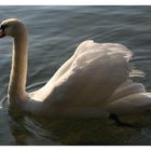 Schwan im Herbst