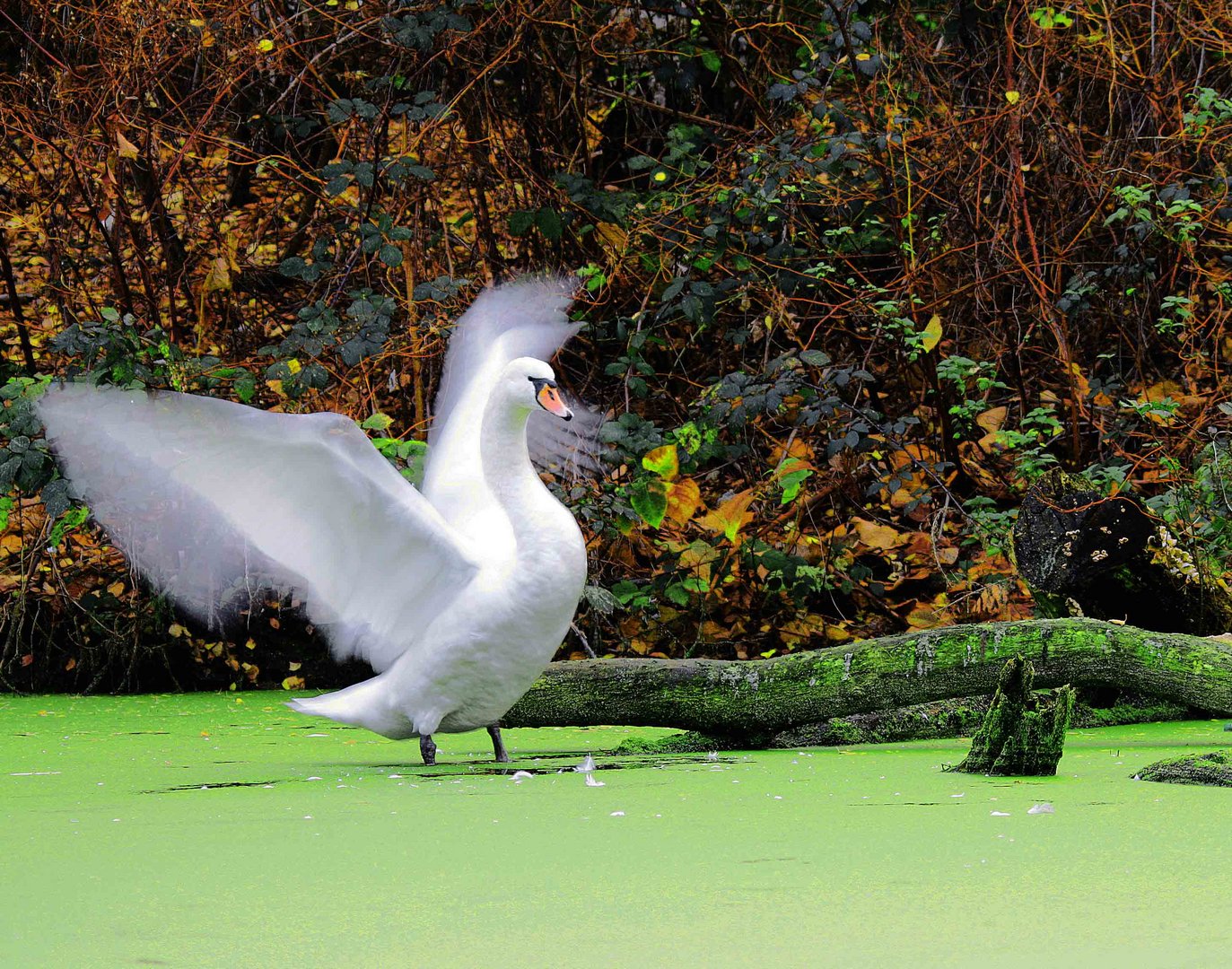 Schwan im Herbst