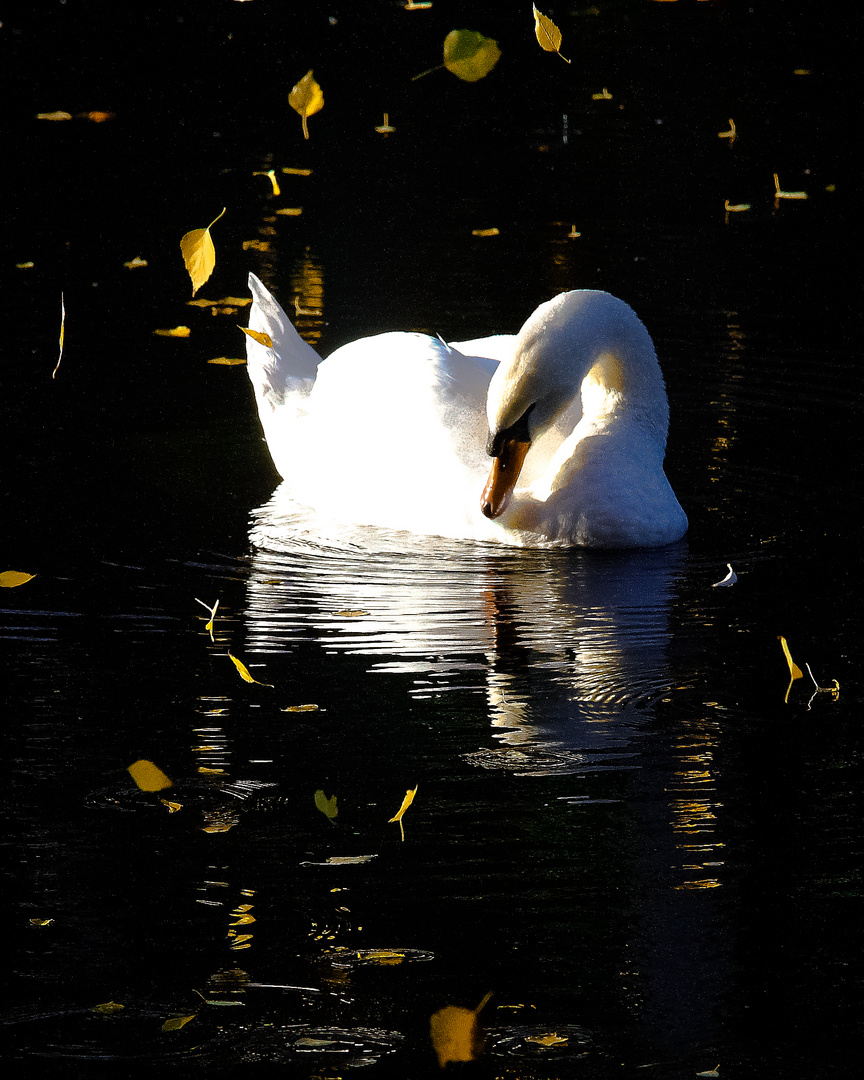 Schwan im Herbst