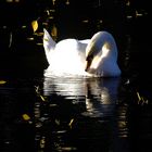 Schwan im Herbst