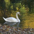 Schwan im Herbst