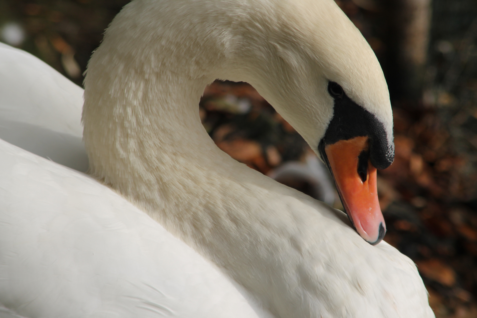 Schwan im Herbst