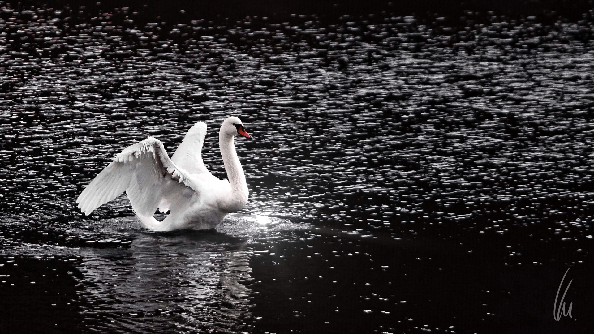 Schwan im Herbst. Swan in autumn.