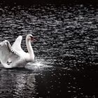 Schwan im Herbst. Swan in autumn.