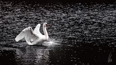 Schwan im Herbst. Swan in autumn.