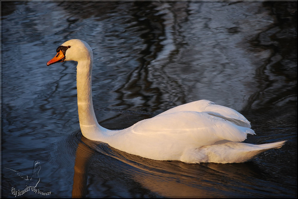 Schwan im herbstlichen................