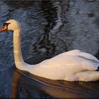 Schwan im herbstlichen................