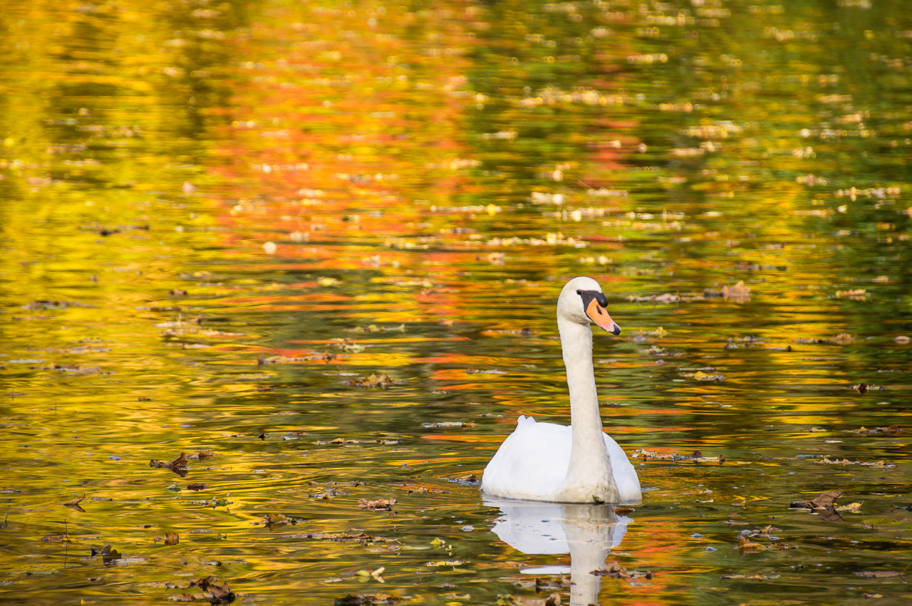 Schwan im herbstlichen Farbenmeer