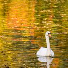 Schwan im herbstlichen Farbenmeer