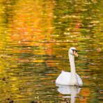 Schwan im herbstlichen Farbenmeer