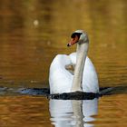 Schwan im Herbstlicht.