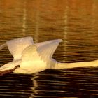 Schwan im Herbstlicht