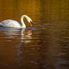 Schwan im Herbstlicht