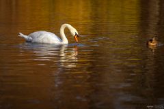 Schwan im Herbstlicht