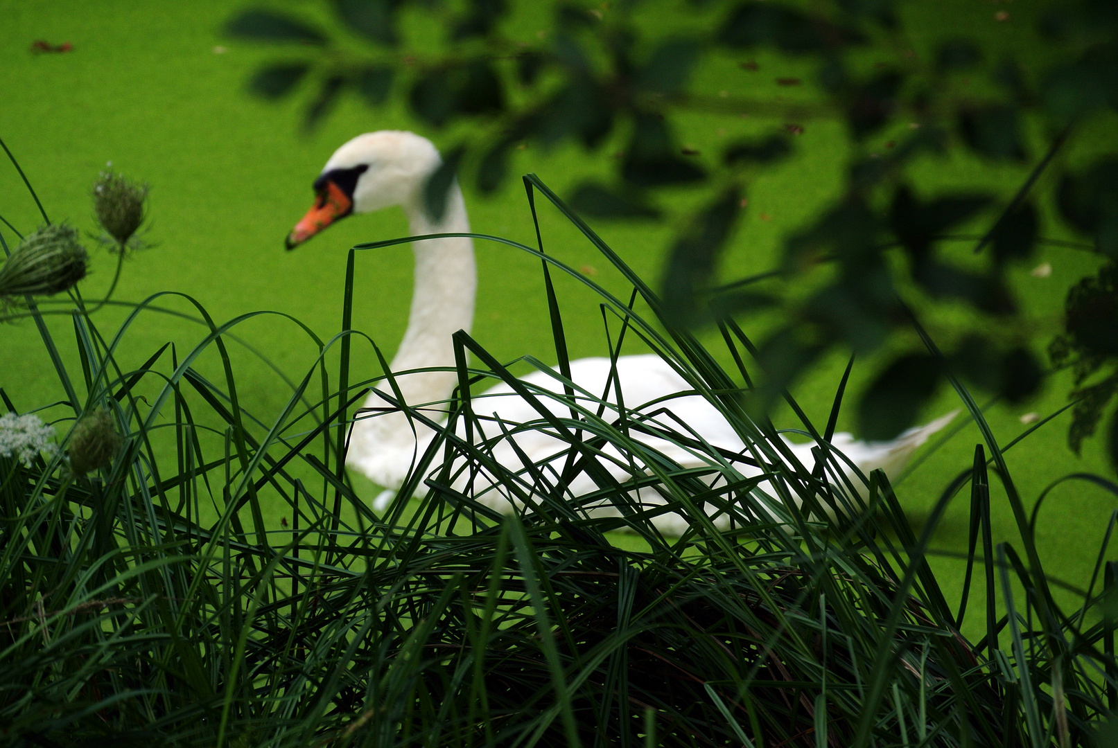 Schwan im Hintergrund