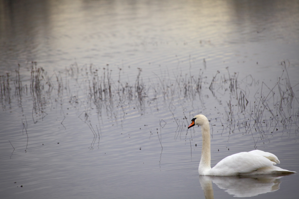 Schwan im Hochwasser von der Kinzig