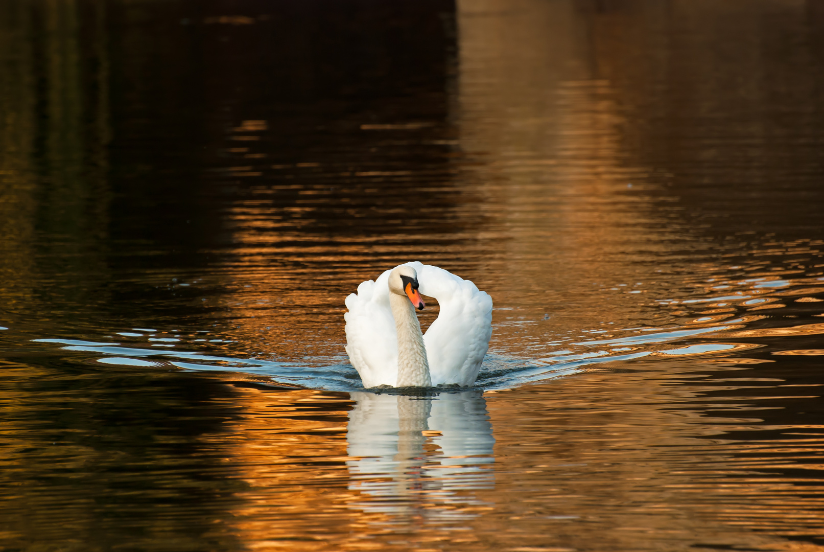 Schwan im Hyde Park