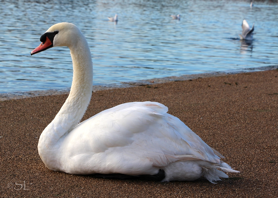 Schwan im Hyde Park