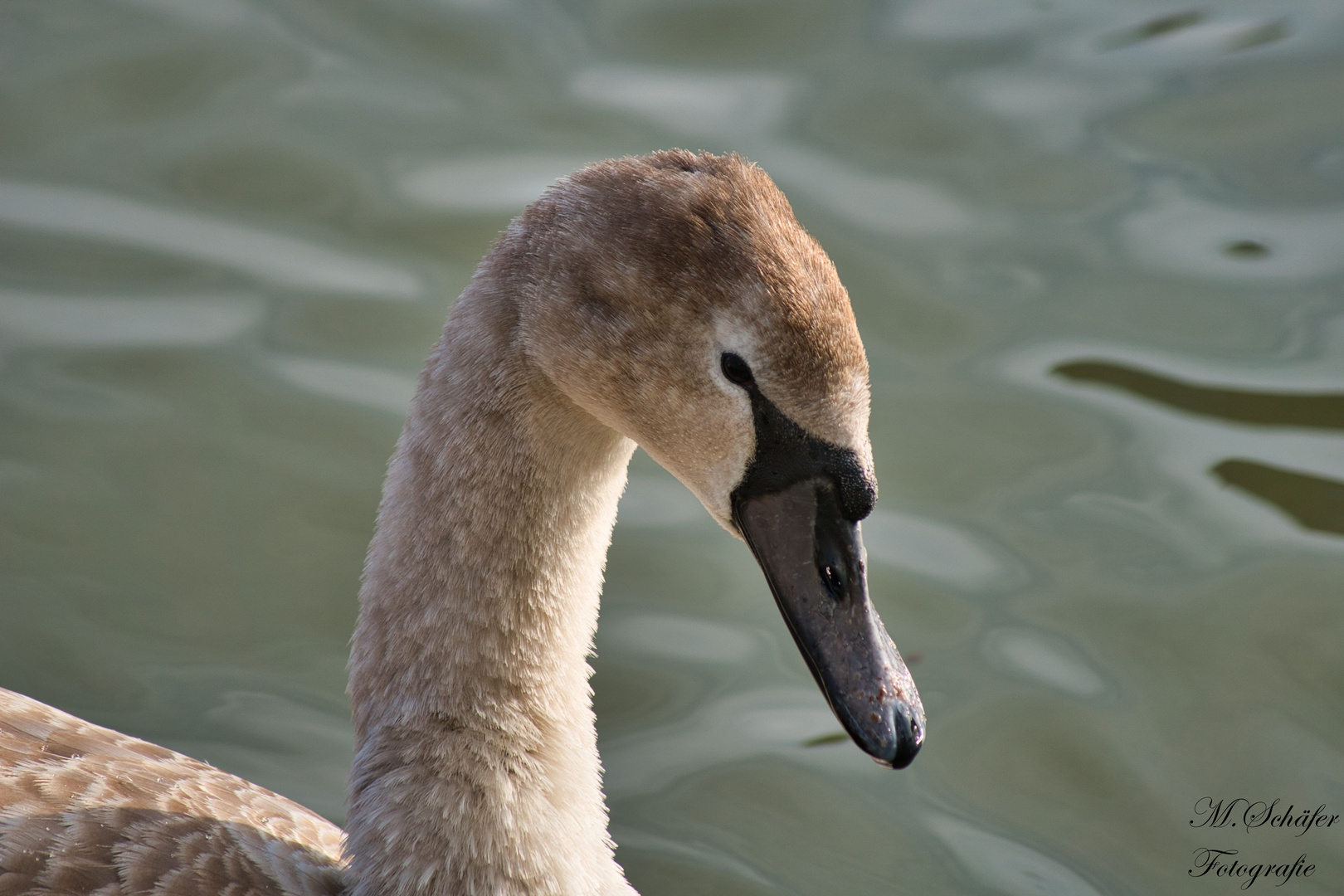 Schwan im Innenhafen