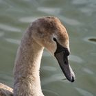 Schwan im Innenhafen