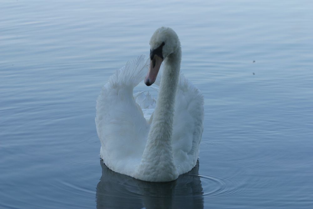 Schwan im kühlen Morgenlicht