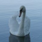 Schwan im kühlen Morgenlicht