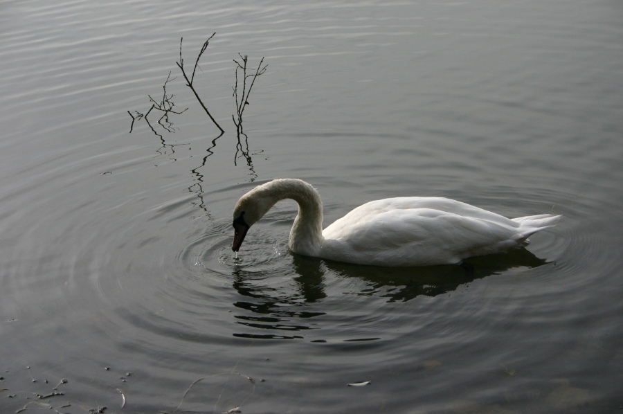 Schwan im Lac Kir