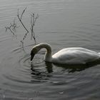 Schwan im Lac Kir