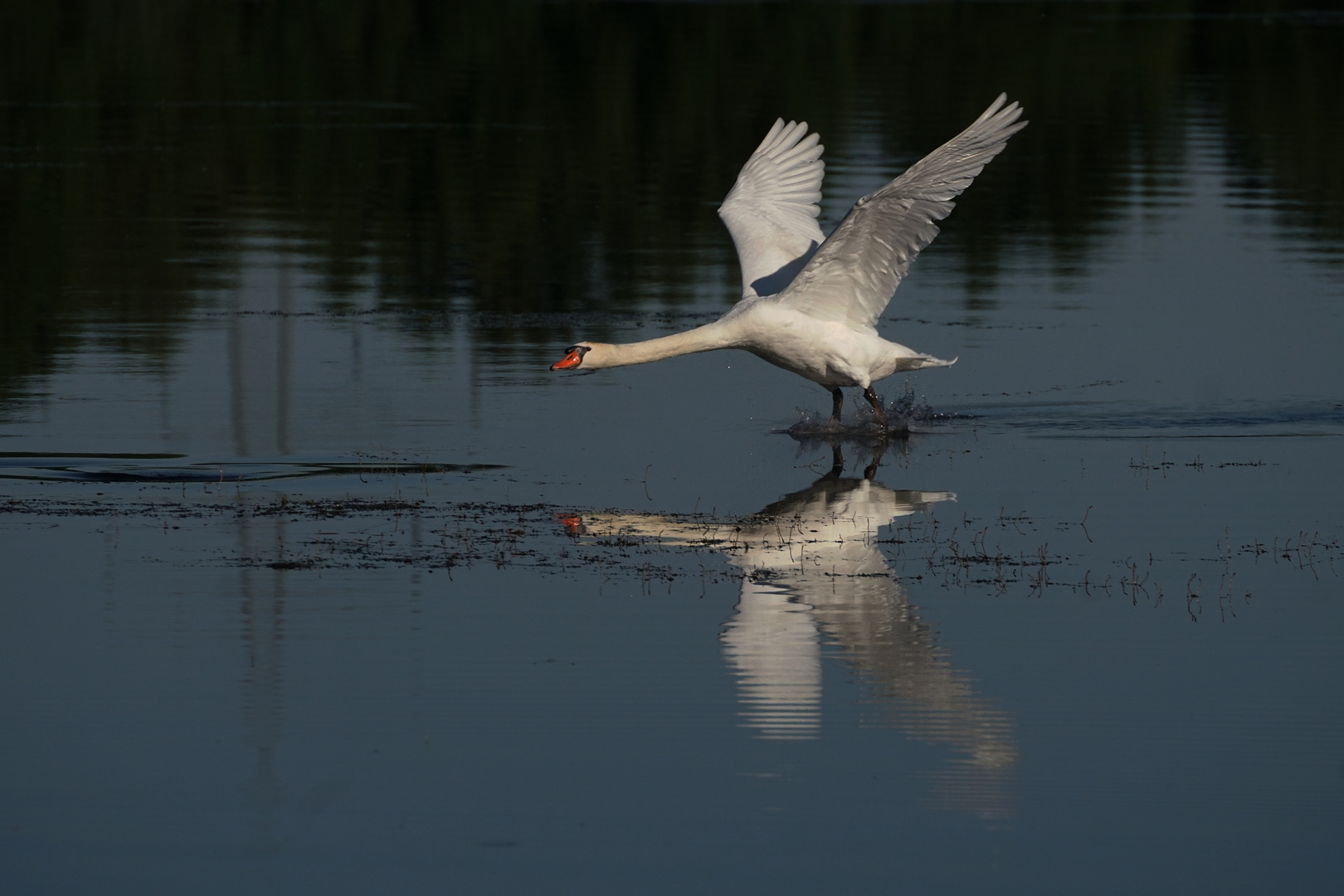 Schwan im Landeaanflug