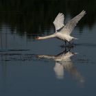 Schwan im Landeaanflug