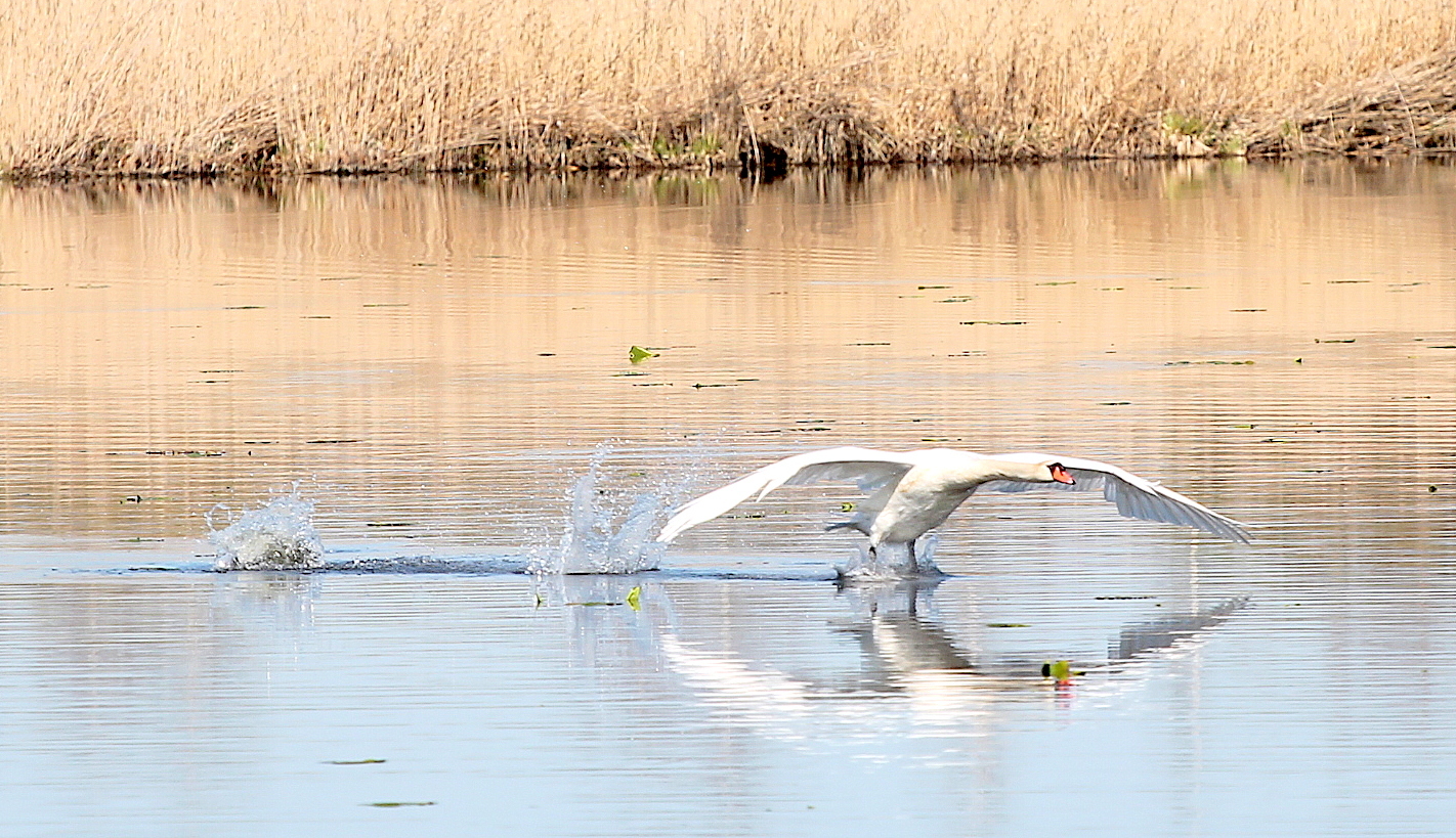 Schwan im Landeanflug 04.18-Federsee