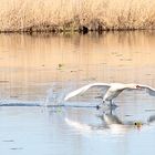 Schwan im Landeanflug 04.18-Federsee