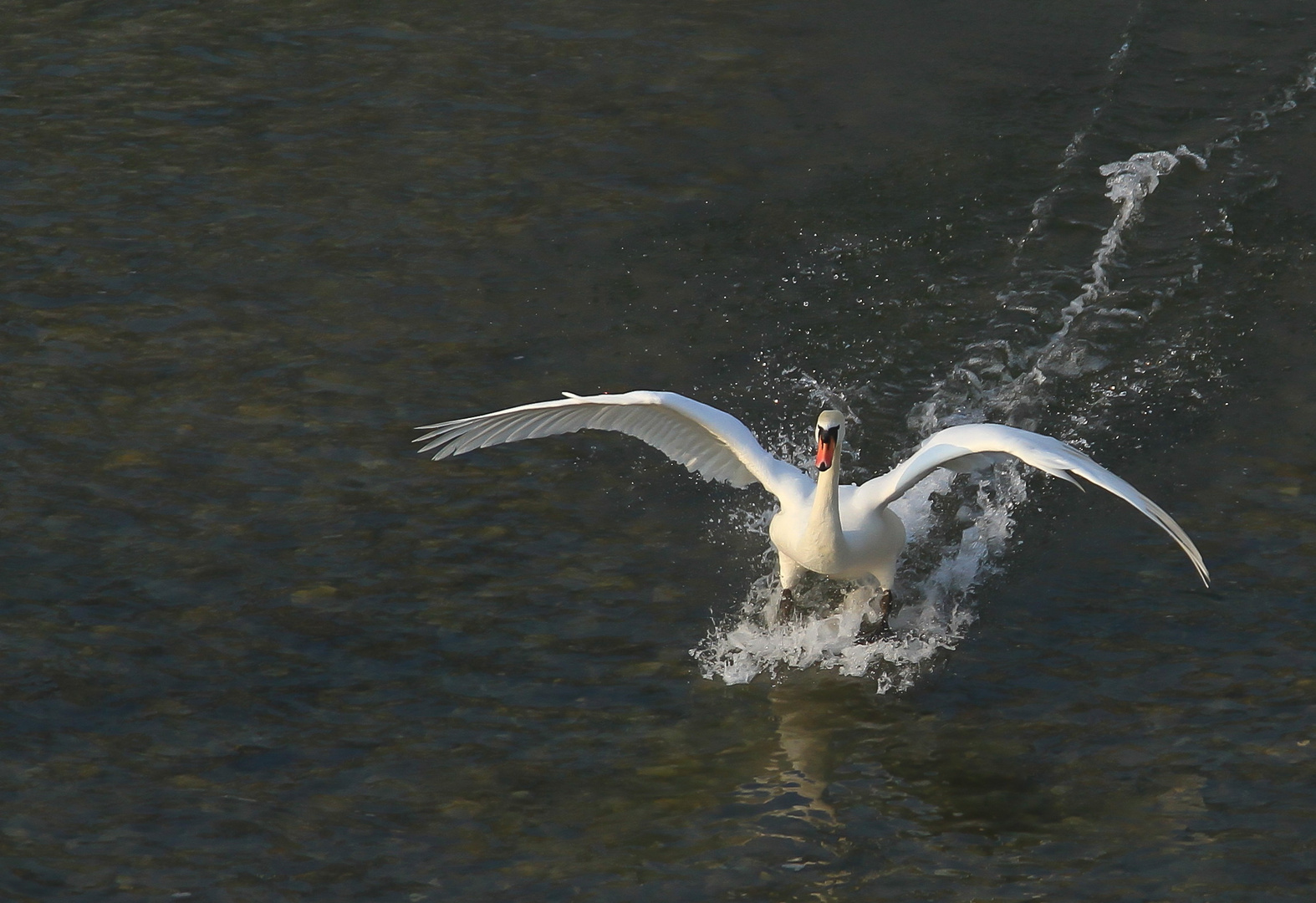 Schwan im Landeanflug