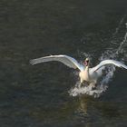 Schwan im Landeanflug