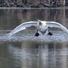 Schwan im Landeanflug  