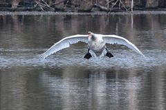 Schwan im Landeanflug  