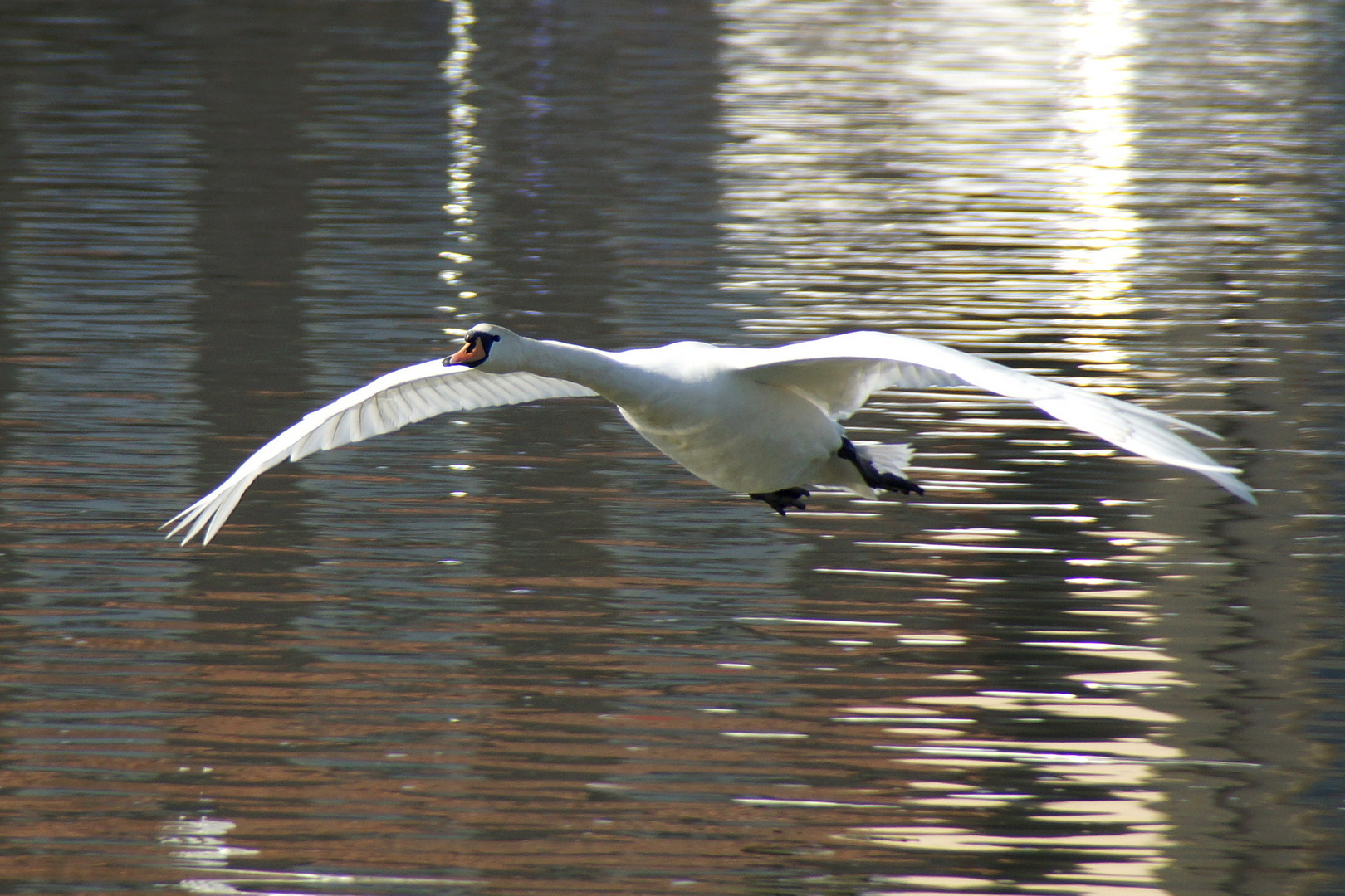 Schwan im "Landeanflug"