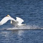 Schwan im Landeanflug